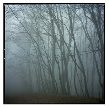 Forest in the fog